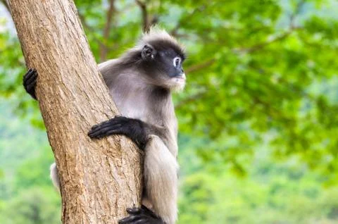 Dusky leaf monkey or trachypithecus obscurus on tree Stock Photos