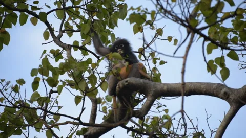 Dusky leaf monkey with orange monkey kid Vídeos de archivo 88229532