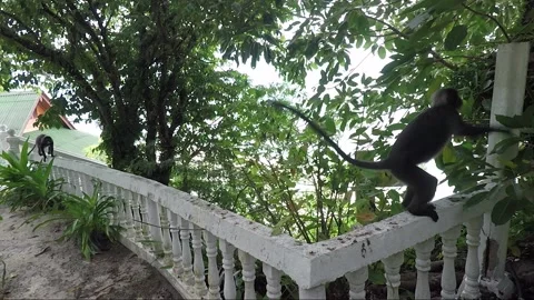 Dusky leaf monkey passing by close to the camera and jumping on a tree, Malaysia Stock Footage 156180587