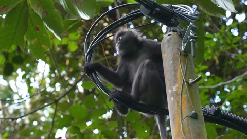 Dusky Leaf Monkey Perched on Coiled Cables and Utility Pole Stock Footage 346571070