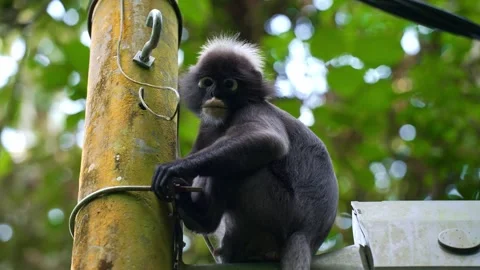 Dusky Leaf Monkey Perched on Utility Pole Looking Directly at Camera Stock Footage 346571084