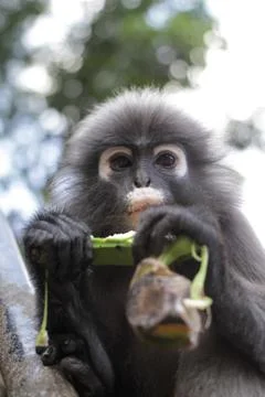Dusky leaf monkey Stock Photos