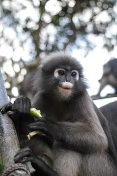 Dusky leaf monkey Stock Photos