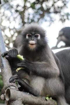 Dusky leaf monkey Stock Photos