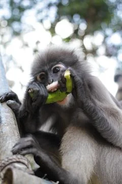 Dusky leaf monkey Stock Photos