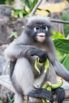 Dusky leaf monkey Stock Photos