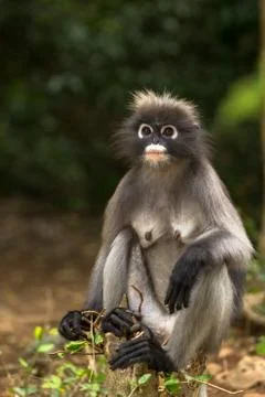 Dusky leaf monkey Stock Photos