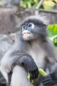 Dusky Leaf Monkey Foto stock