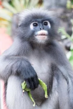 Dusky Leaf Monkey Stock Photos