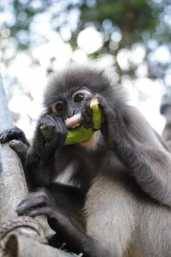 Dusky Leaf Monkey Stock Photos