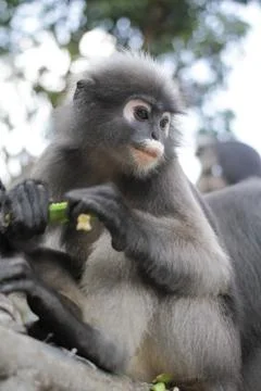 Dusky Leaf Monkey Stock Photos