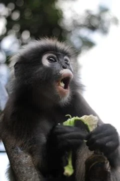Dusky Leaf Monkey Stock Photos