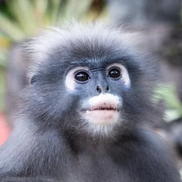 Dusky Leaf Monkey Stock Photos