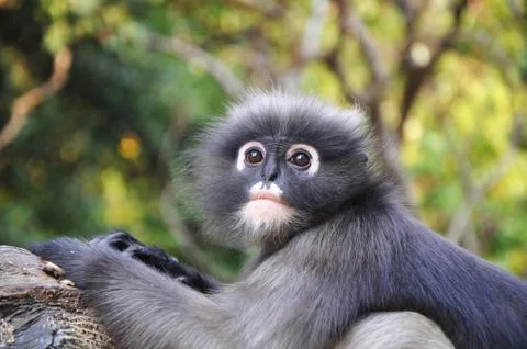 Dusky Leaf Monkey. Foto stock