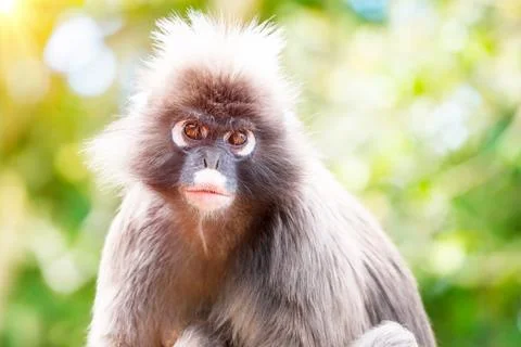 Dusky Leaf Monkey Stock Photos