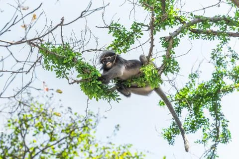 Dusky Leaf Monkey 库存照片