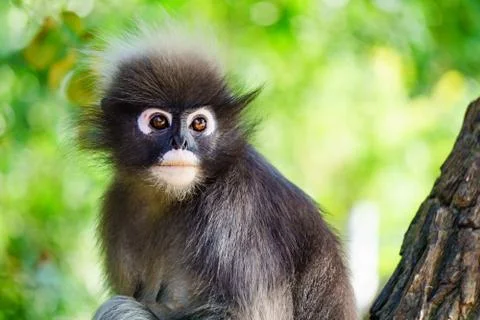 Dusky Leaf Monkey Stock Photos