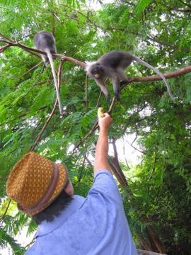 Dusky leaf monkey Stock Photos