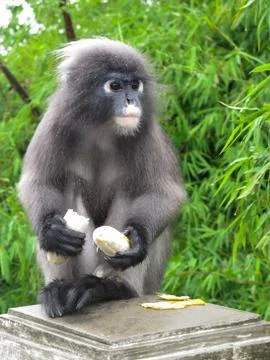 Dusky leaf monkey Stock Photos