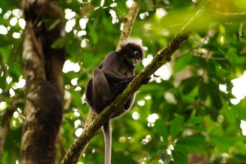 Dusky leaf monkey Stock Photos