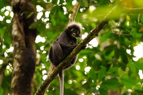 Dusky leaf monkey Stock Photos