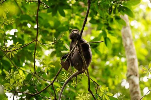 Dusky leaf monkey Stock Photos