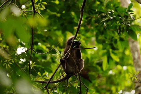 Dusky leaf monkey Stock Photos