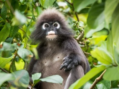 Dusky Leaf Monkey Portrait Stock Photos