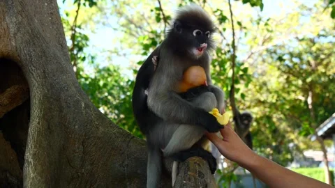 Dusky leaf monkey prop up golden yellow childhood monkey Stock Footage 260222996