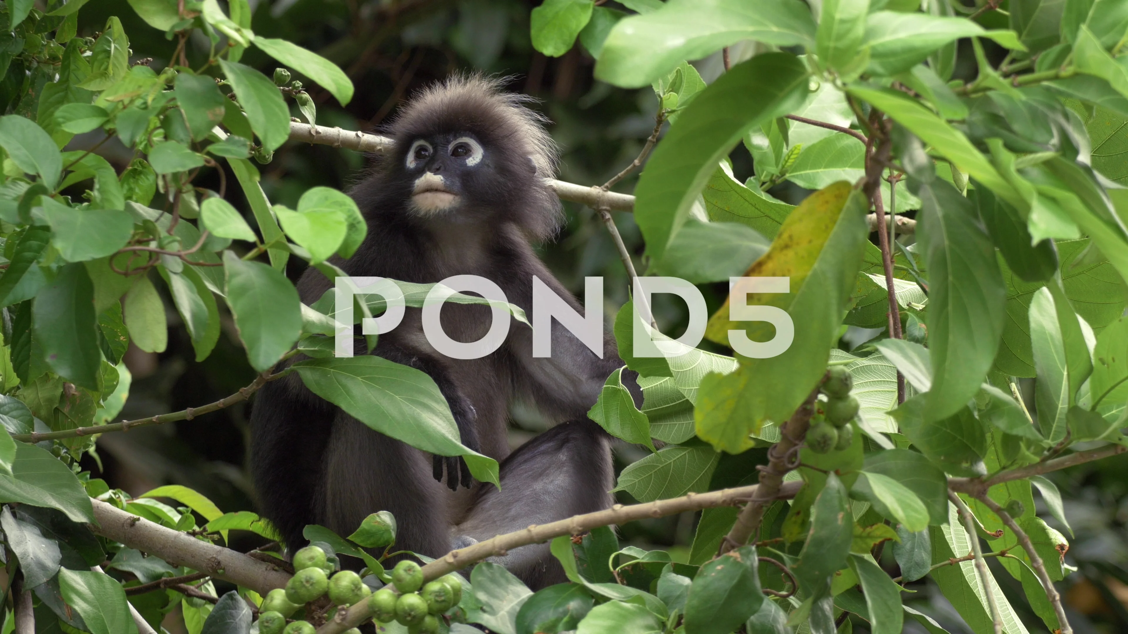 Dusky Leaf Monkey Rainforest Tree Eating, Stock Video