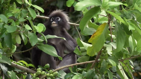 Dusky Leaf Monkey Rainforest Tree Eating Langkawi 4k Animals Wildlife Nature Vidéo 64313914