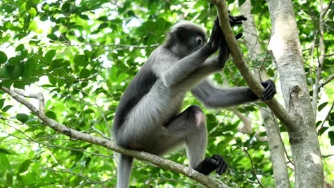 Dusky leaf monkey releasing urine on tree in forest with natural green Stock Footage 132680964