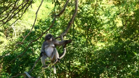 Dusky leaf monkey scratching skin and sitting on tree Stock Footage 260223067