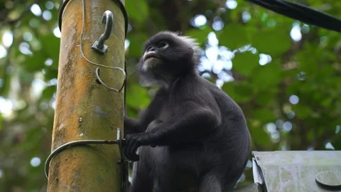 Dusky Leaf Monkey Seated Against Weathered Utility Pole Looking Up Stock Footage 346571052