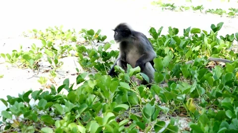 Dusky leaf monkey sitting and eating leaf of Goat's Foot Creeper plant Stock Footage 132789605