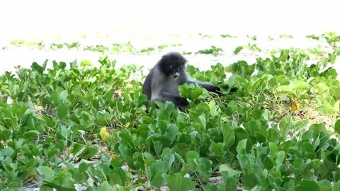 Dusky leaf monkey sitting and eating leaf of Goat's Foot Creeper plant Stock Footage 132789668