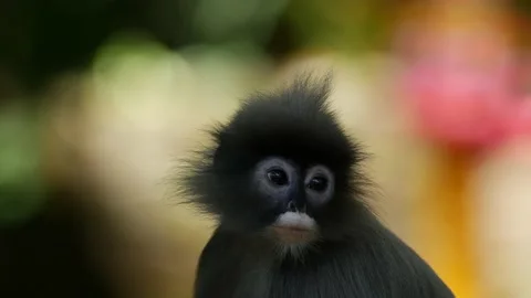 Dusky leaf monkey sitting in tre-CU Video stock 130187662