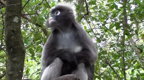 Dusky leaf monkey sitting in tree Stock Footage 12100353