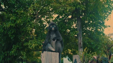 Dusky leaf monkey sitting on wooden post in Malaysia looking left Stock Footage 300684587