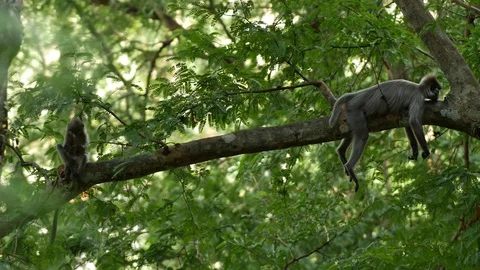 Dusky leaf monkey sleeping Stock Footage 130124452