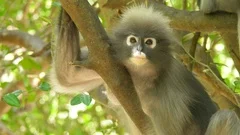 young dusky leaf monkey, spectacled lang, Stock Video