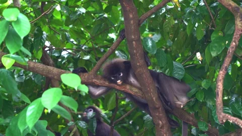 https://images.pond5.com/dusky-leaf-monkey-spectacled-langur-footage-246503111_iconl.jpeg