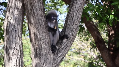 Dusky leaf monkey, spectacled langur sitting on tree, eating fruit. Slow mo.. Stock Footage 305216301