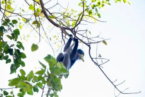 The dusky leaf monkey, spectacled langur, or spectacled leaf monkey (Trachy.. Stock Photos