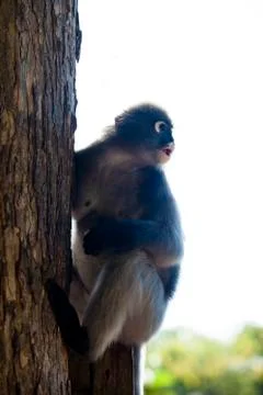The dusky leaf monkey, spectacled langur, or spectacled leaf monkey (Trachy.. Stock Photos