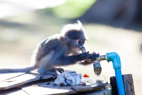 The dusky leaf monkey, spectacled langur, or spectacled leaf monkey (Trachy.. Stock-Fotos