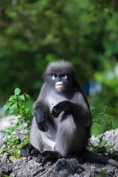 The dusky leaf monkey, spectacled langur, or spectacled leaf monkey (Trachy.. Stock Photos