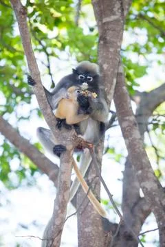The dusky leaf monkey, spectacled langur, or spectacled leaf monkey (Trachy.. Stock Photos
