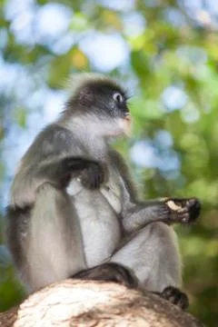 The dusky leaf monkey, spectacled langur, or spectacled leaf monkey (Trachy.. Stock Photos