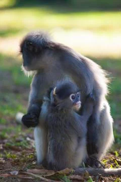 The dusky leaf monkey, spectacled langur, or spectacled leaf monkey (Trachy.. Stock Photos